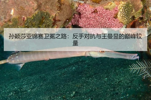 sun-ying-sha-ya-jin-sai-wei-mian-zhi-lu-fan-shou-dui-kang-yu-wang-man-yu-de-dian-feng-jiao-liang-2-122.jpg